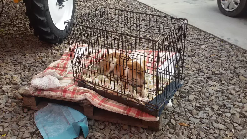 catelul de la braila (1)