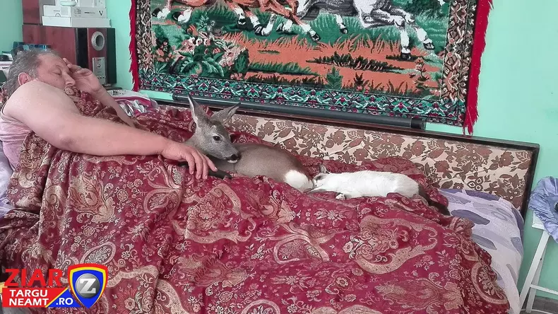 pui caprioara adoptat