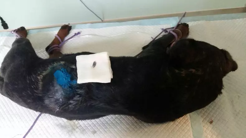 Caine Kogalniceanu (2)