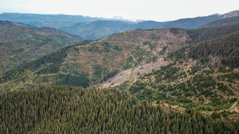 defrisari paduri romania (1)