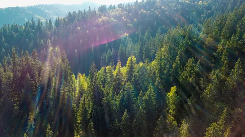 defrisari paduri romania (11)