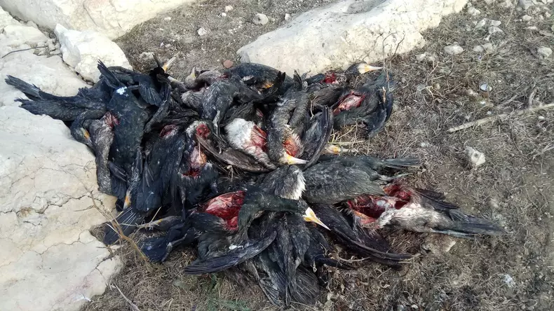 cormorani morti-harsova2
