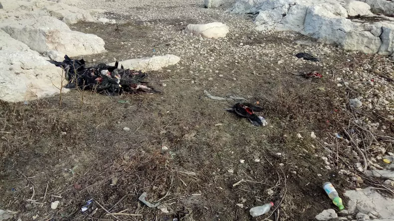 cormorani morti-harsova3