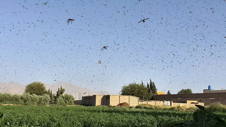 lacuste pakistan epa