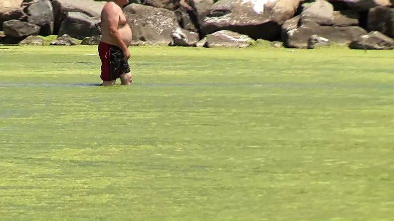 Litoralul românesc, invadat FOTO: Facebook/Meteoplusde alge FOTO: