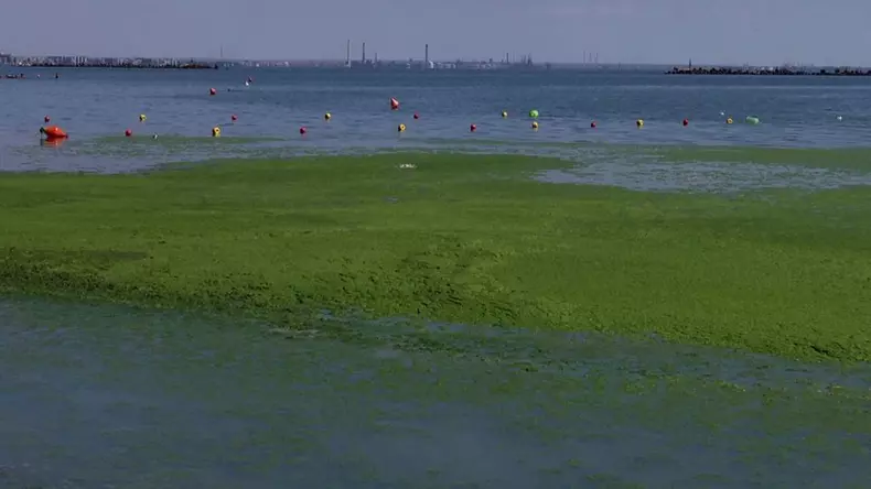 Litoralul românesc, invadat FOTO: Facebook/Meteoplusde alge FOTO: