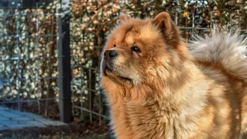 Chow Chow - dresaj