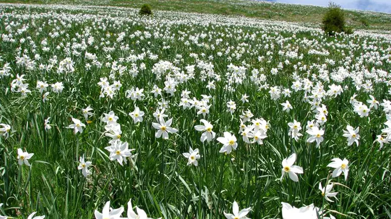VIDEO Poiana Narciselor. Locul fermecat din România cu milioane de flori
