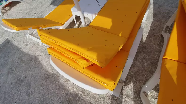 buburuze_litoral_mamaia___1 (4)