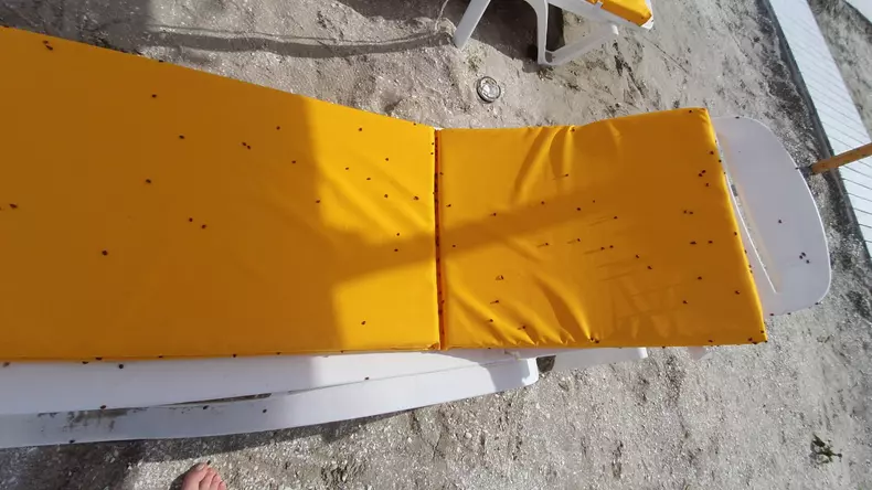 buburuze_litoral_mamaia___1 (6)