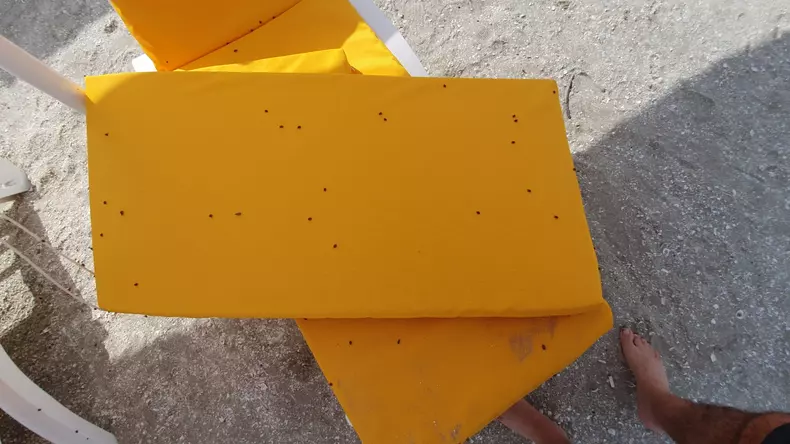 buburuze_litoral_mamaia___1 (8)