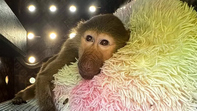 baboon-01