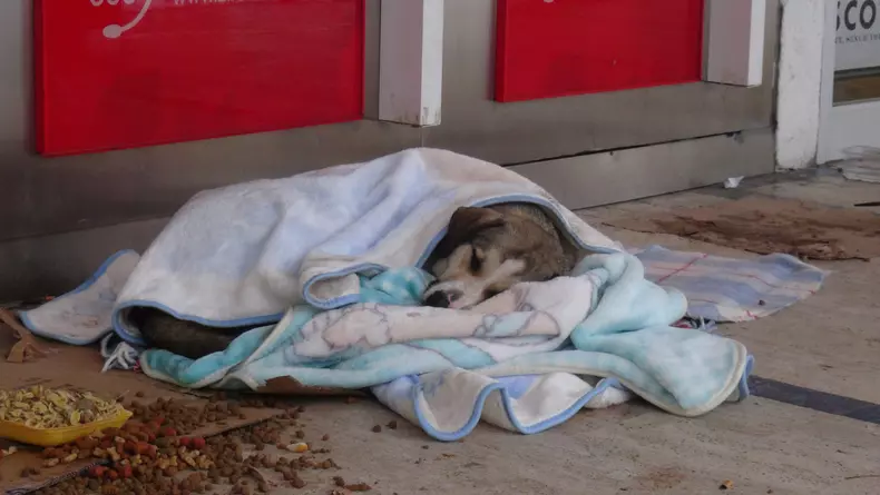 câinii maidanezi din Istanbul, acoperiți cu pături de localnici