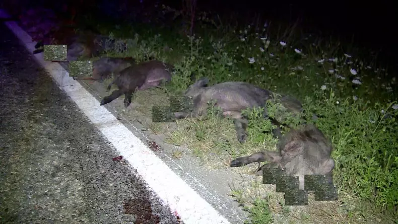 A omorât 33 de mistreți într-un accident în Gorj. Șoferul, „invidiat” de vânătorii din zonă (4)