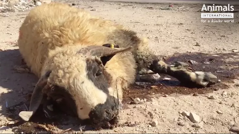 2Oile din România, tăiate pe stradă în Iordania