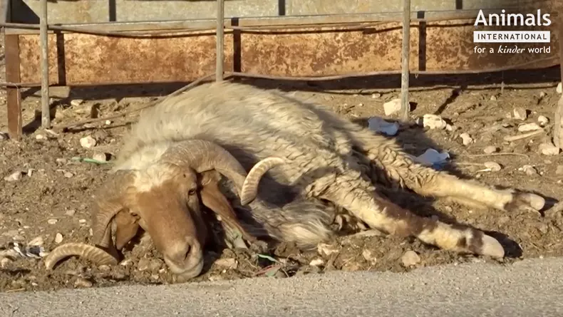 Oile din România, tăiate pe stradă în Iordania
