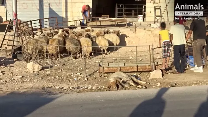 Oile din România, tăiate pe stradă în Iordania