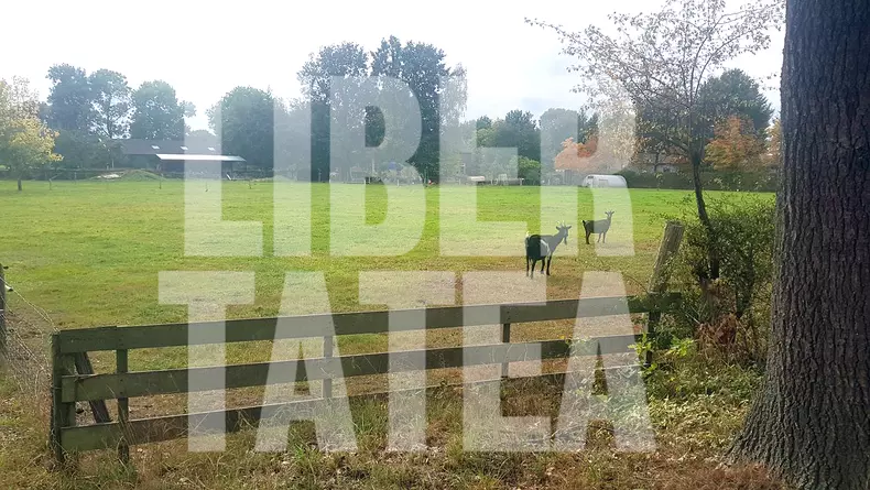 Criminalul și-a cumpărat în luna mai a acestui an o fermă foarte mare, care are capre, cai, pășuni, o livadă și brazi.