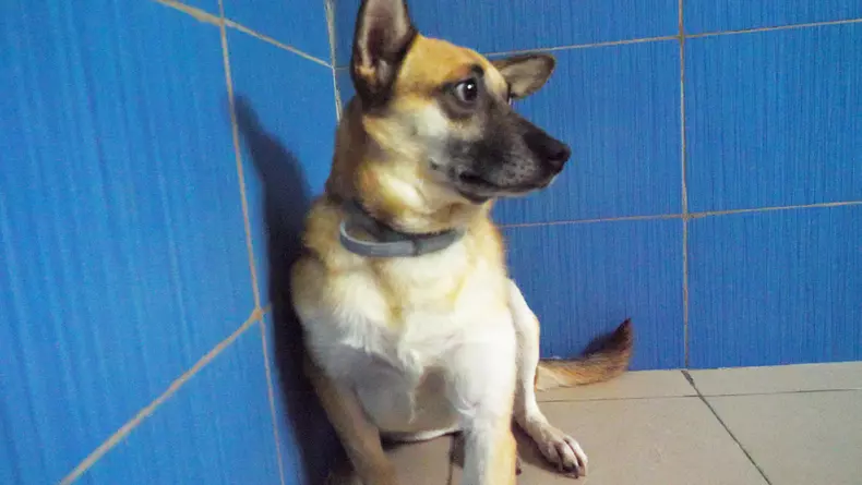 animale adapost cernavoda