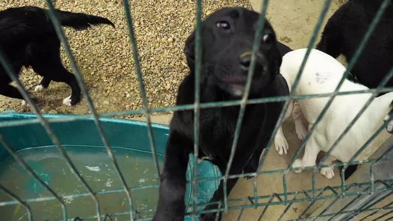 animale adapost cernavoda