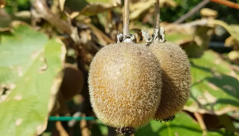 kiwi de romania 1