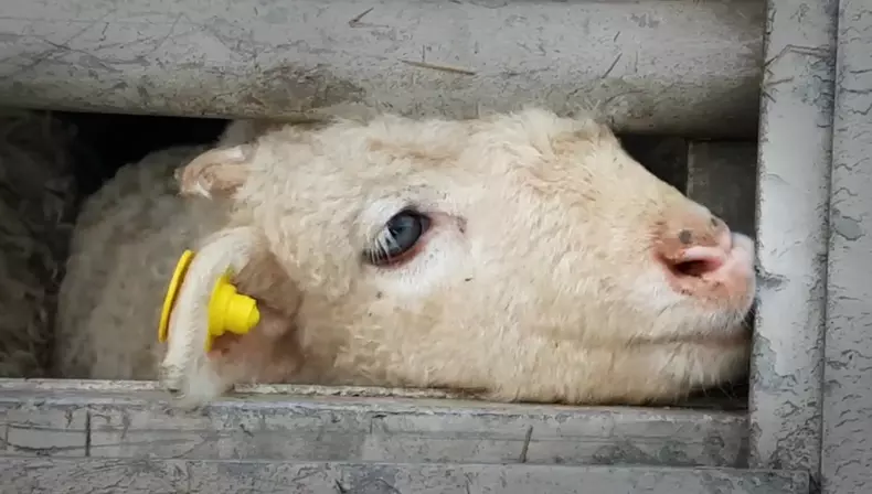 Cum sunt transportați mieii înainte de Paști