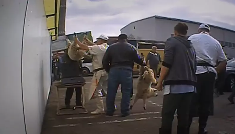 Cum sunt transportați mieii înainte de Paști