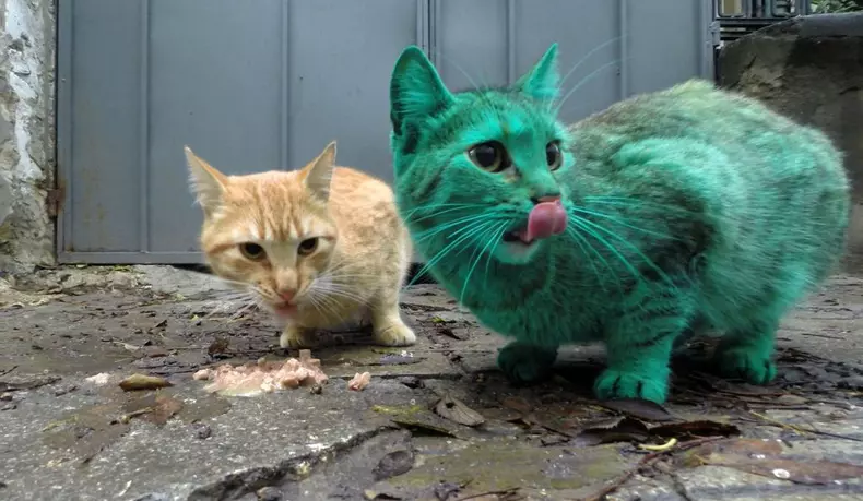 pisica_verde_northfoto_2.jpg