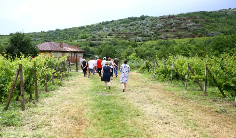 vita-devie-turism-dealu-mare-romania