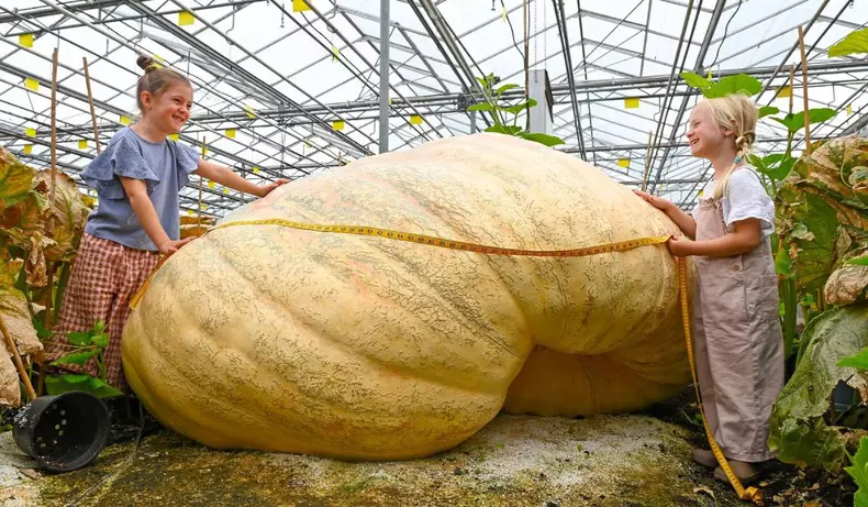 Cel mai mare și mai lung dovleac din lume (1)
