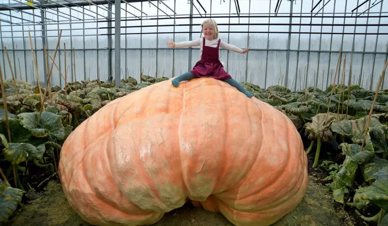 Cel mai mare și mai lung dovleac din lume (2)