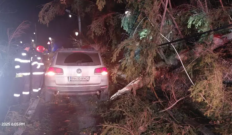 furtuna sinaia copaci cazuti