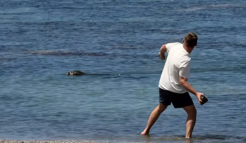 turist-arestat-washington-lovit-specie-foca-protejata-lege