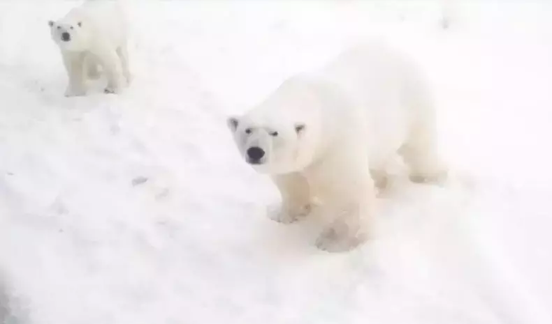 Ursi polari-Rusia3