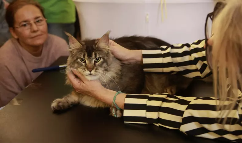 Salonul Felin Internațional SofistiCAT (26)