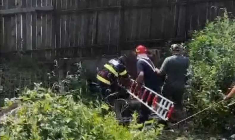 ursoaica-pui-sinaia-fosa-septica-2