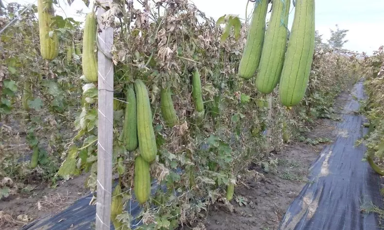 Afacere cu bureți lufa (foto Facebook Bureti Naturali)