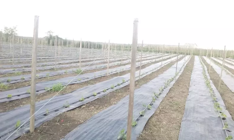 Afacere cu bureți lufa (foto Facebook Bureti Naturali)