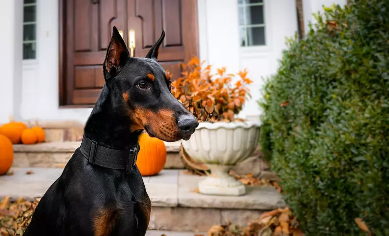 doberman-caracteristici-temperament-dresaj