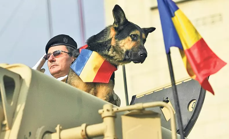 06-caine-tanc.jpg