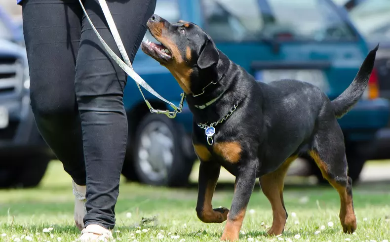 rottweiler-caracteristici-temperament-dresaj - mers la pas