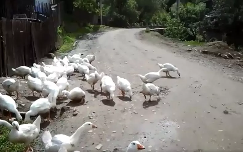 Cicică din Solonț crește gâște pe muzică