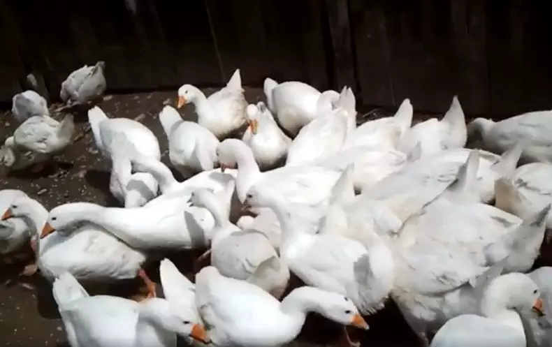 Cicică din Solonț crește gâște pe muzică