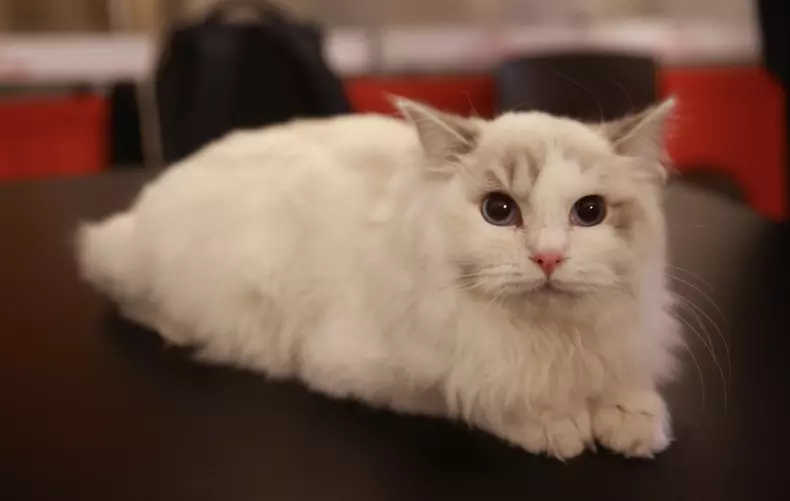 Salonul Felin Internațional SofistiCAT (25)