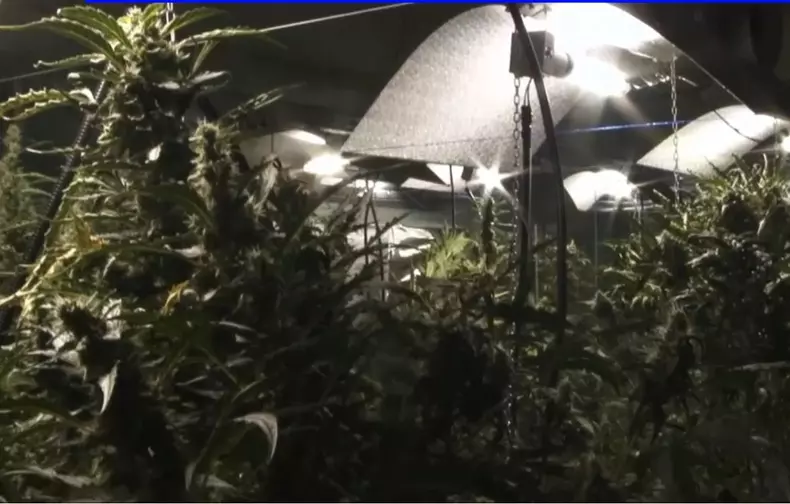 cultursa canabis bucuresti 3