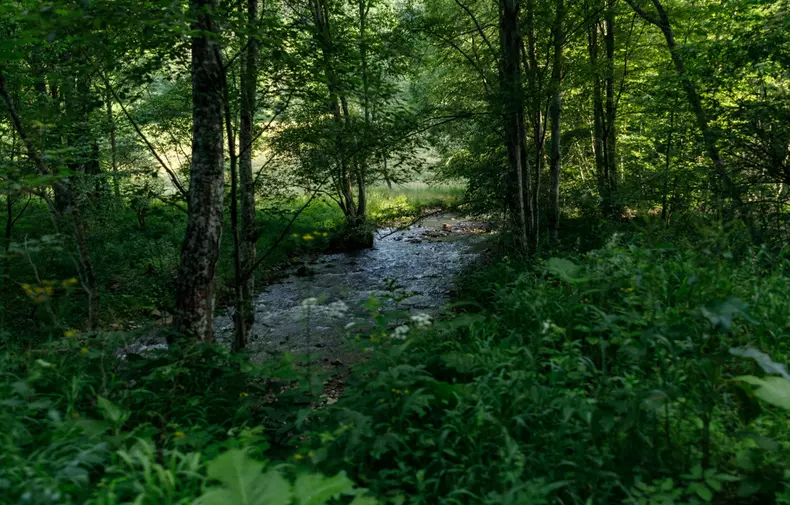 zimbri armenis wwf vlad chirea