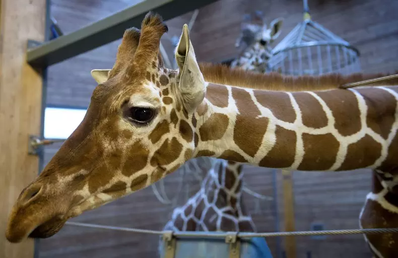 girafa1_02.jpg