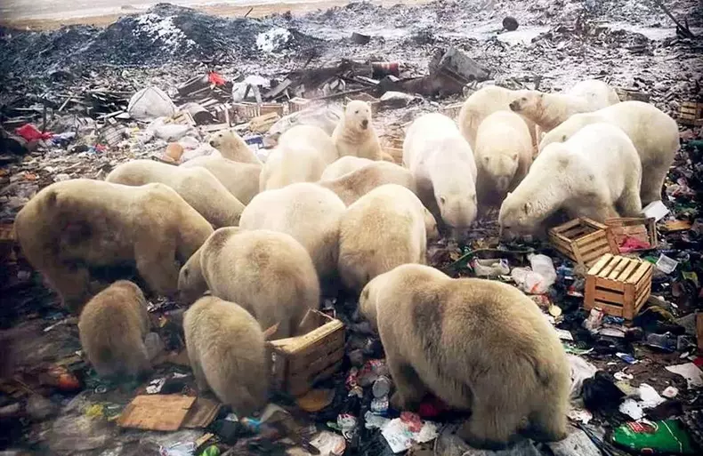 Ursi polari-Rusia-main