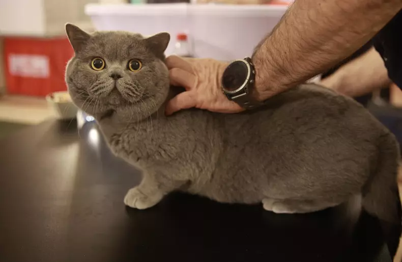 Salonul Felin Internațional SofistiCAT (28)