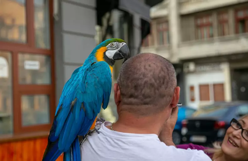 Dorian si papagalul Miayko (6)